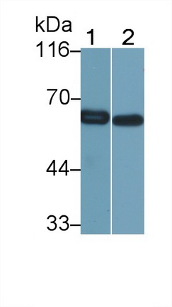 26715