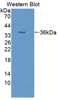 52912