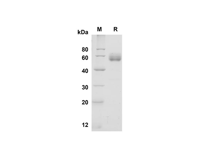 Валидация Elabscience PDMM100112(1082)