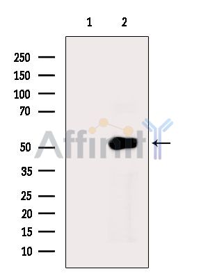 Валидация Affinity DF14224 - 10062