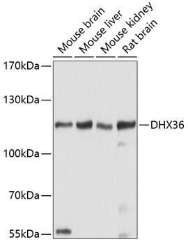 Валидация Elabscience E-AB-63814