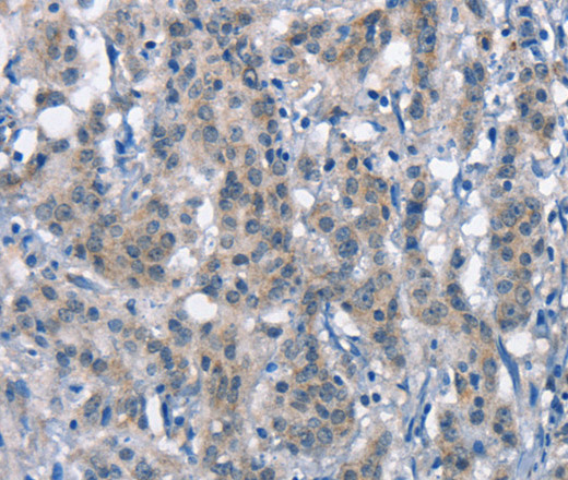 Валидация Elabscience E-AB-12777