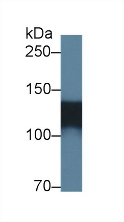 12601