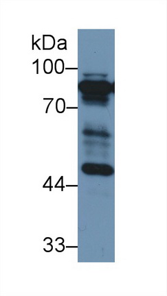 13151