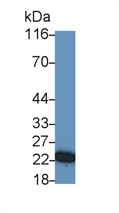 13763