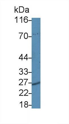 8024