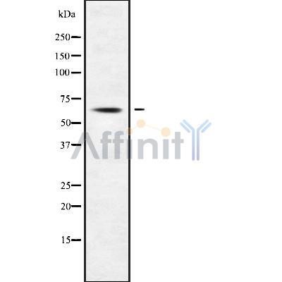 Валидация Affinity DF9447 - 22022