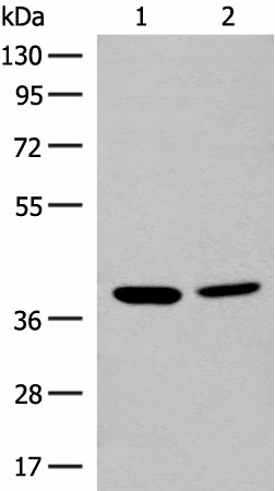 Валидация Elabscience E-AB-18780