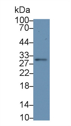 38753