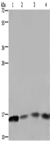 Валидация Elabscience E-AB-15041