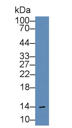8981