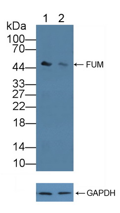 12174