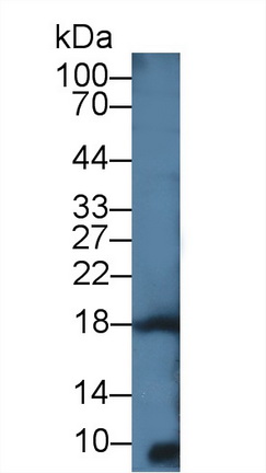12479