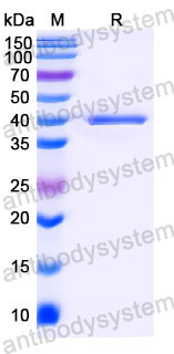 Валидация SDS-PAGE - AntibodySystem RMC18801