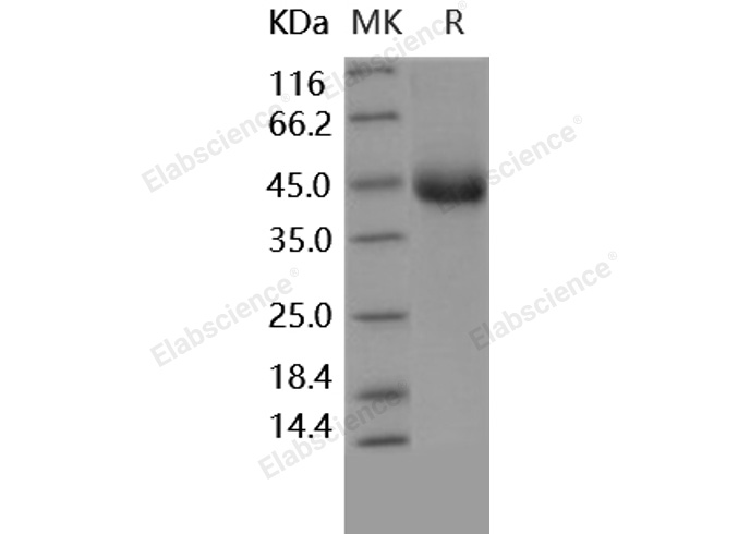 Валидация Elabscience PKSH031616(2278)