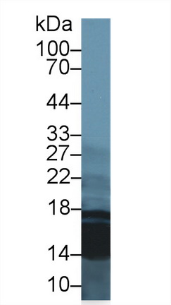 17590