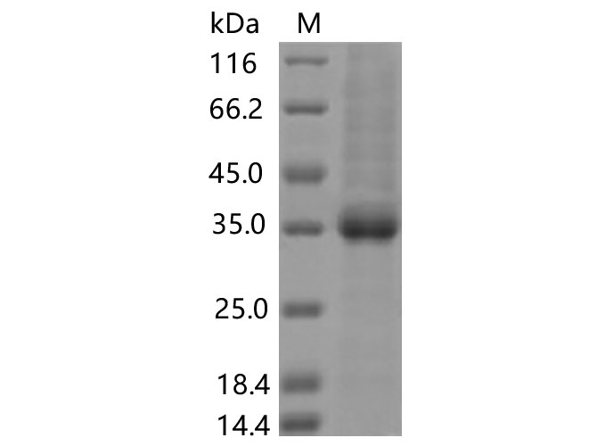 Валидация Elabscience PKSV030438(6163)