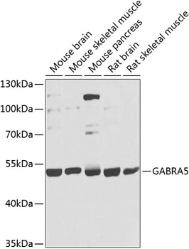 Валидация Elabscience E-AB-62085