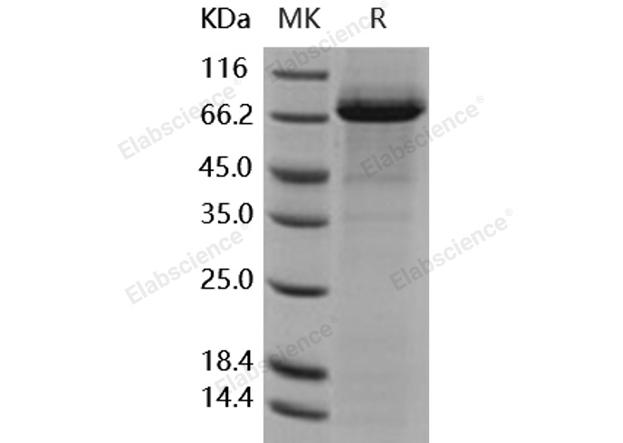 Валидация Elabscience PKSH031696(2340)