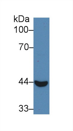 12555