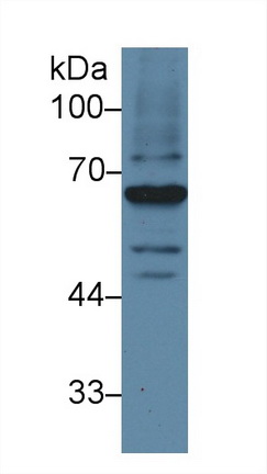 13596