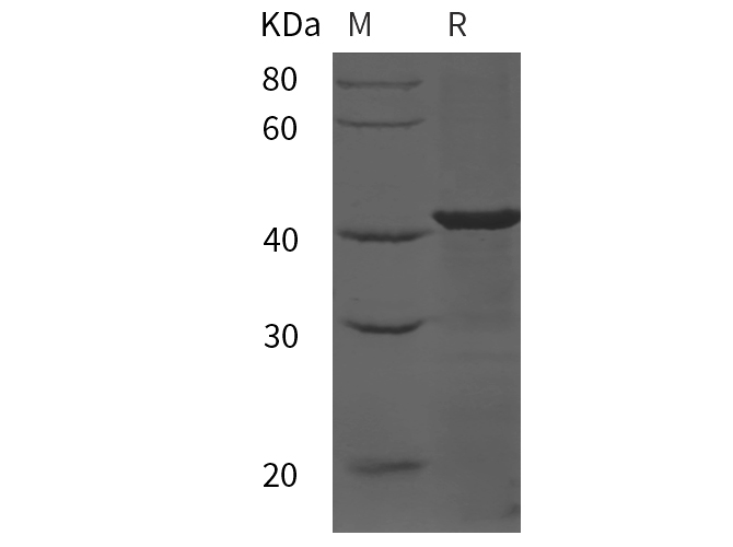 Валидация Elabscience PDEM100302(626)