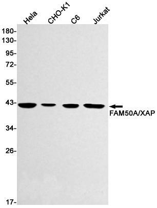 Валидация WB - AssayVector ARM1575 (577)