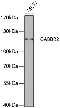 Валидация Elabscience E-AB-67776
