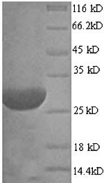 SDS-PAGE