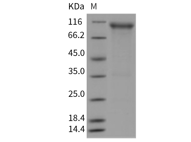 Валидация Elabscience PKSR030366(5705)