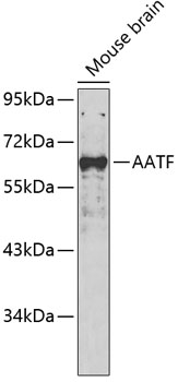 Валидация Elabscience E-AB-67715