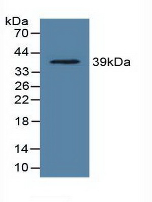 56165