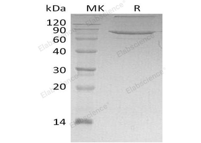 Валидация Elabscience PKSH033228(3572)
