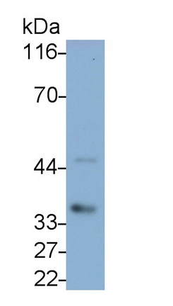 26902