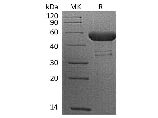 Валидация Elabscience PKSQ050042(5413)