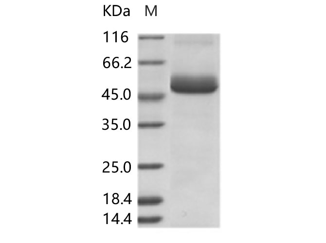 Валидация Elabscience PKSV030272(6038)