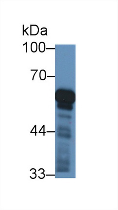 12812