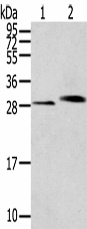 Валидация Elabscience E-AB-53312