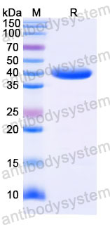 Валидация SDS-PAGE - AntibodySystem RVV14705