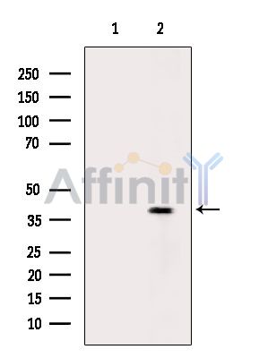 Валидация Affinity DF9523 - 22168