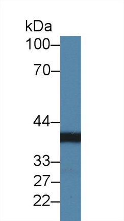 14459