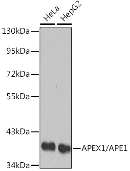 A1117, вестерн-блоттинг, различные лизаты (4644)