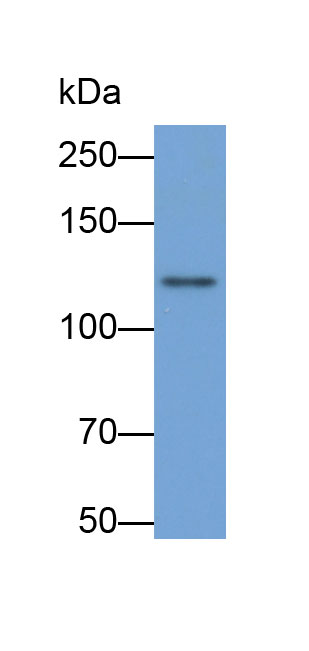 33501