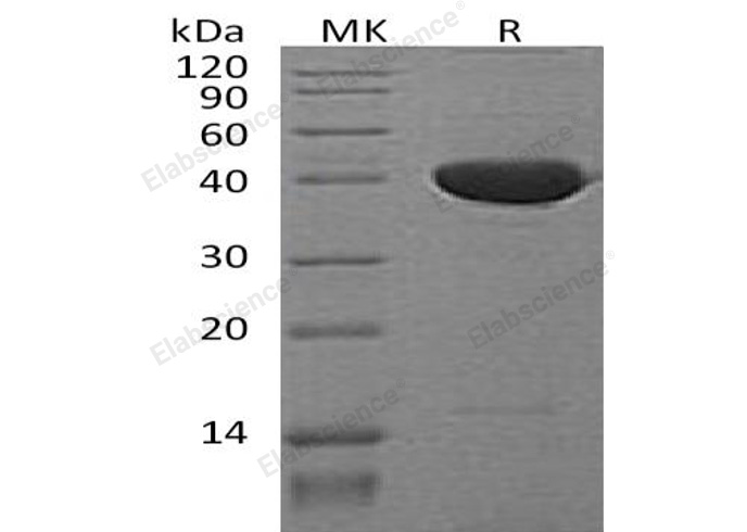 Валидация Elabscience PKSM040786(4753)