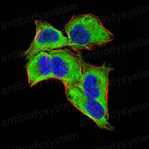 Валидация IF - AntibodySystem RHC30602