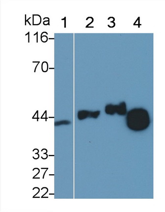 23066