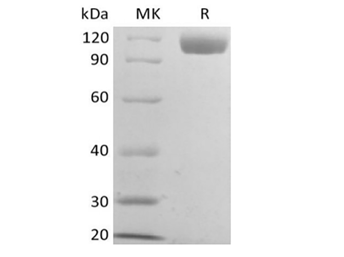 Валидация Elabscience PKSM041423(5298)