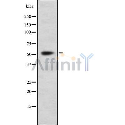 Валидация Affinity DF8916 - 21048