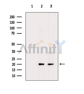 Валидация Affinity DF9318 - 21784