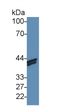 62685